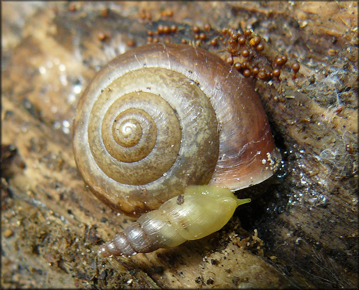 Allopeas gracile (Hutton, 1834) Graceful Awlsnail 