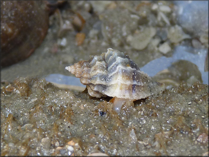 Eupleura caudata (Say, 1822) Thick-lip Drill In Situ