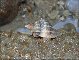 Eupleura caudata (Say, 1822) Thick-lip Drill In Situ