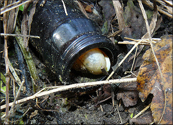 Mesodon thyroidus (Say, 1817) White-lip Globe In A Beer Bottle