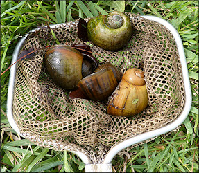 Some of the live Pomacea maculata from the west end of the lake