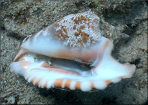 Lobatus raninus (Gmelin, 1791) Hawkwing Conch Living Animal