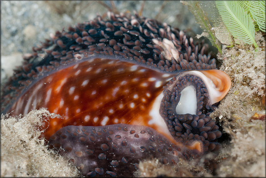 Macrocypraea cervus (Linn, 1771) Atlantic Deer Cowrie