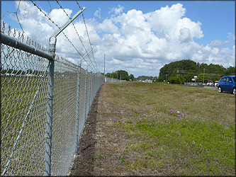 Location Along The Airport Fence Where Harry Found Daedalochila uvulifera