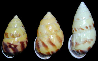 Amphidromus perversus (Linnaeus, 1758)