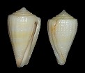 Conus patae Abbott, 1971