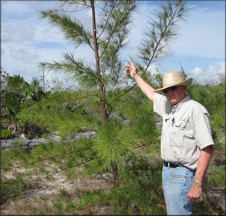 Cerion species B In Situ