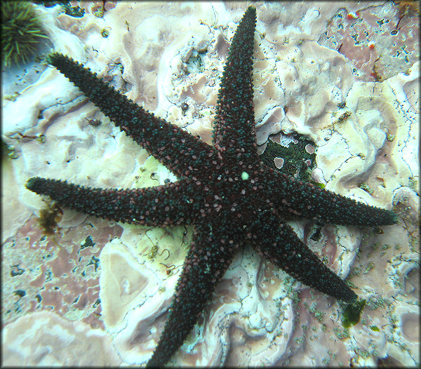 Leptasterias alaskensis (Verrill, 1909) "Alaskan Six-rayed Star"