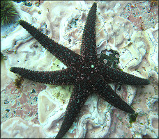 Leptasterias alaskensis (Verrill, 1909) "Alaskan Six-rayed Star"