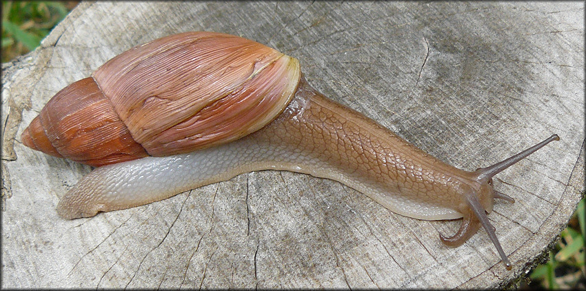 Euglandina rosea (Frussac, 1821) Rosy Wolfsnail