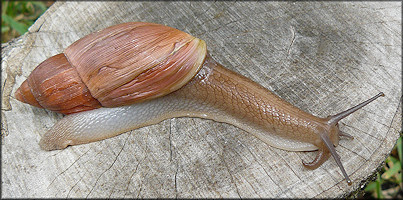 Euglandina rosea (Frussac, 1821) Rosy Wolfsnail