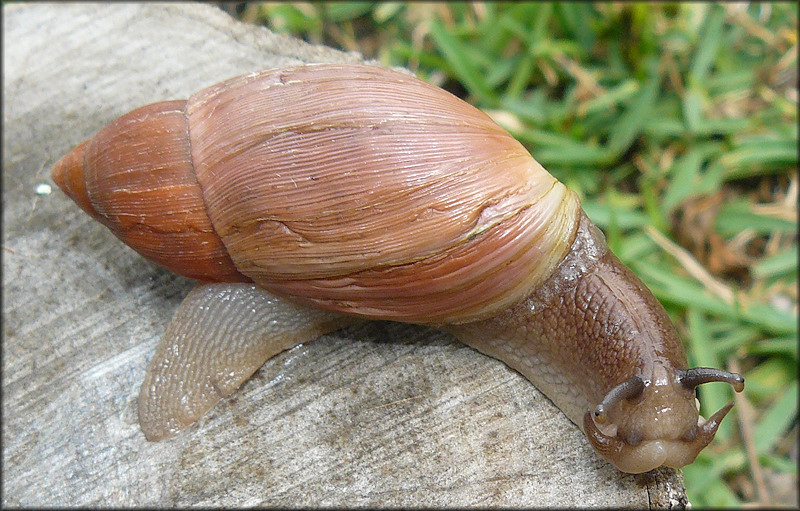 Euglandina rosea (Frussac, 1821) Rosy Wolfsnail