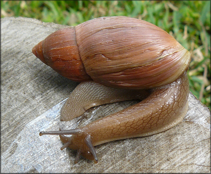 Euglandina rosea (Férussac, 1821) Rosy Wolfsnail