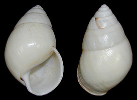 Amphidromus perversus form niveus P. and F. Sarasin, 1899