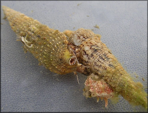 Cerithium atratum (Born, 1778) Dark Cerith