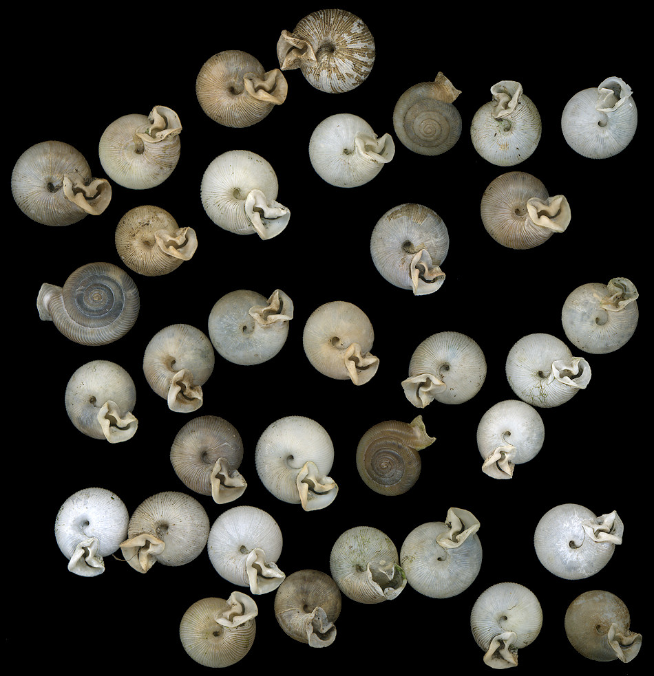 Empty Daedalochila uvulifera (Shuttleworth, 1852) Shells Found On 10/3-4/2009