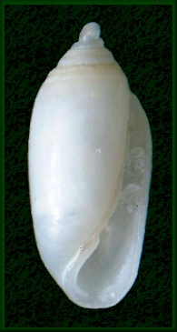 Acteocina candei (d’Orbigny, 1841) Candé’s Barrel-bubble