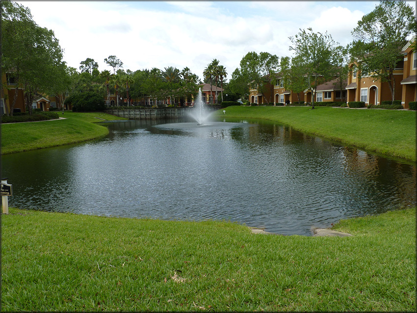 Lake at Country Club Lakes Apartments with large Pomacea maculata population