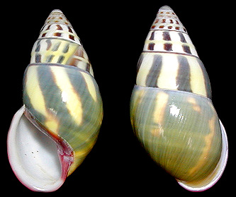 Amphidromus latestrigatus Schepman, 1892