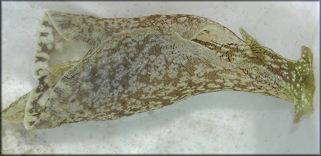Aplysia brasiliana Rang, 1828 Mottled Seahare