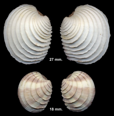 Mercenaria sp. Juveniles