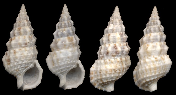 Cerithium eburneum Bruguire, 1792 Ivory Cerith