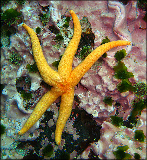 Odontohenricia species C "Golden Toothed Henricia"