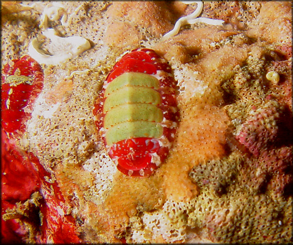 Dendrochiton flectens (Carpenter, 1864) "Painted Dendrochiton"