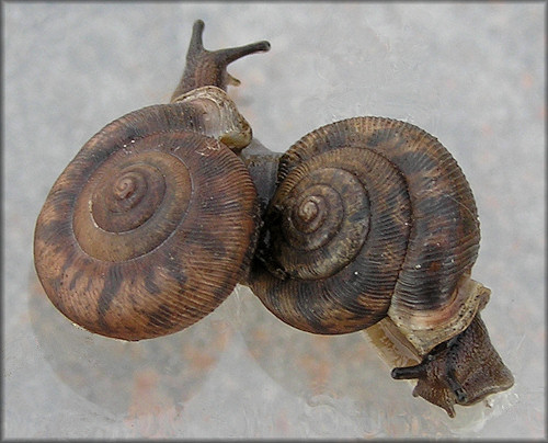 Daedalochila auriculata (Say, 1818) Ocala Liptooth