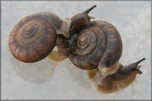 Daedalochila auriculata (Say, 1818) Ocala Liptooth