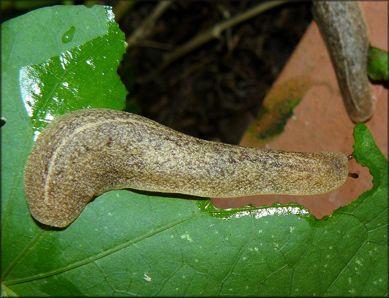 Leidyula floridana (Leidy, 1851) Florida Leatherleaf