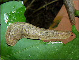 Leidyula floridana (Leidy, 1851) Florida Leatherleaf