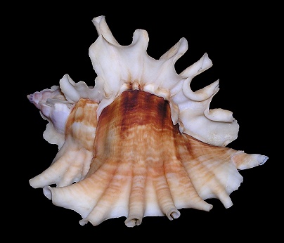 Ceratostoma burnetti (Adams and Reeve, 1849)