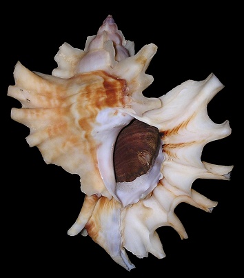 Ceratostoma burnetti (Adams and Reeve, 1849)