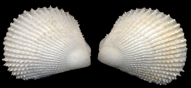 Lima caribaea d'Orbigny, 1853 Spiny Fileclam