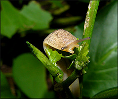 Leidyula floridana (Leidy, 1851) Florida Leatherleaf