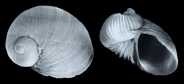 Macromphalina harryleei Roln and Rubio, 1998