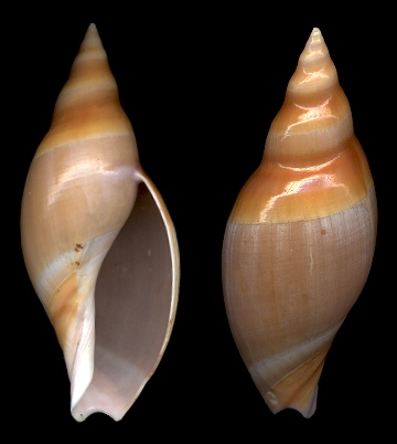 Amalda vernedei (G. B. Sowerby II, 1859)