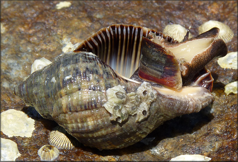 Stramonita haemastoma (Linnaeus, 1767) Florida Rocksnail