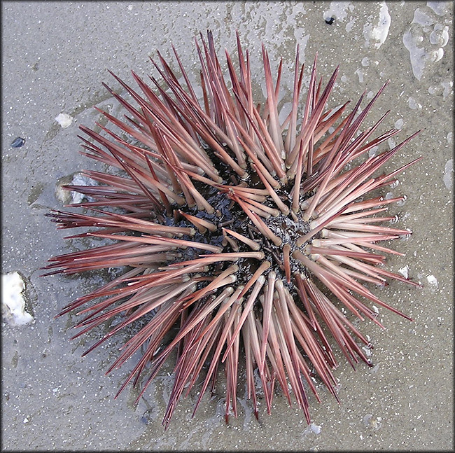 Arbacia punctulata Lamarck, 1816 Purple-spined Sea Urchin