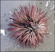 Arbacia punctulata Lamarck, 1816 Purple-spined Sea Urchin
