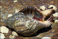 Stramonita haemastoma floridana (Conrad, 1837) Florida Rocksnail