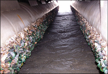 Perna viridis (Linnaeus, 1758) Asian Green Mussel In Situ