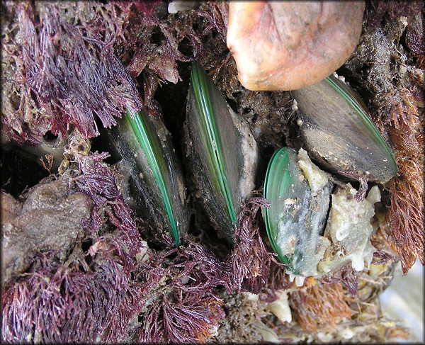 Perna viridis (Linnaeus, 1758) Asian Green Mussel