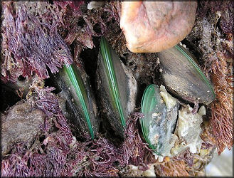 Perna viridis (Linnaeus, 1758) Asian Green Mussel In Situ