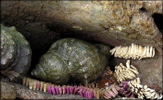 Stramonita haemastoma (Linnaeus, 1767) Communal Egg Laying