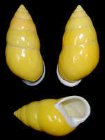 Amphidromus perverus butoti color form perversus Linnaeus, 1758