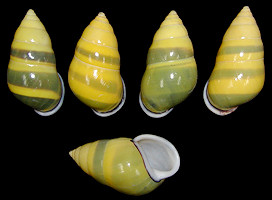 A. perversus butoti color form infraviridis von Martens, 1867