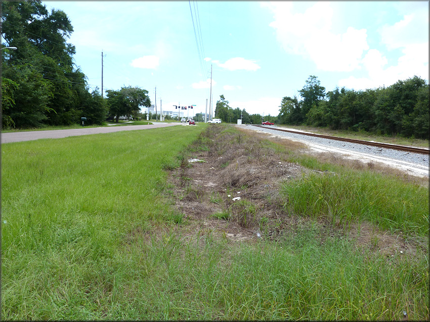 Bulimulus sporadicus (d’Orbigny, 1835) Habitat On Faye Road Near The Railroad Tracks (9/10/2014)