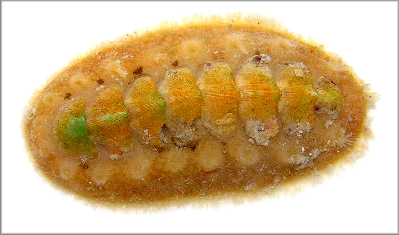 Acanthochitona pygmaea (Pilsbry, 1893) Striate Glass-hair Chiton